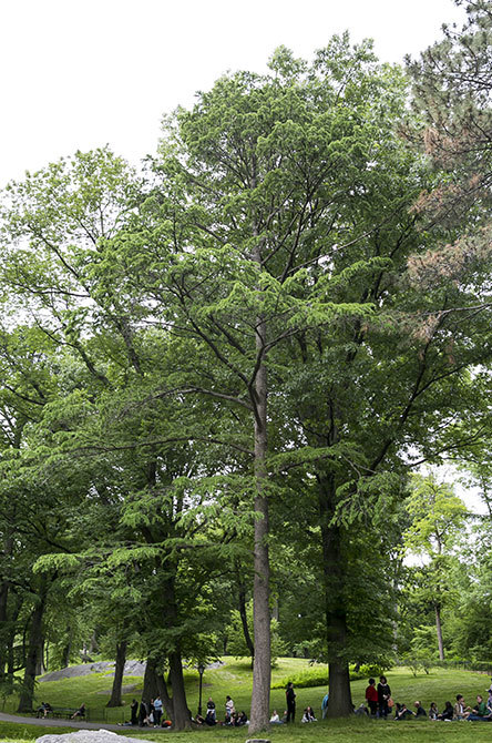 American Larch Tree