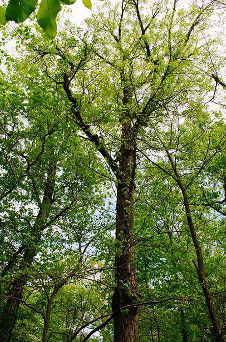 American Linden Tree