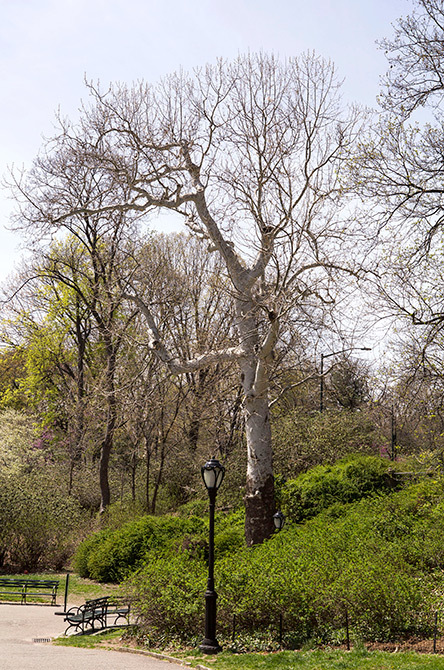 American Sycamore Tree