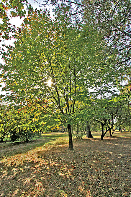 American Yellowwood Tree