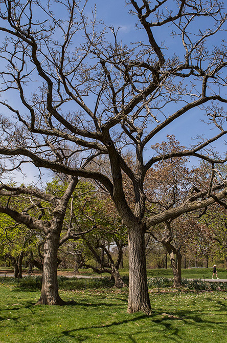 Amur Cork Tree