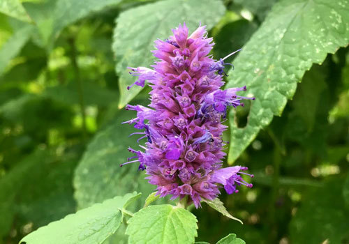 Anise Hyssop