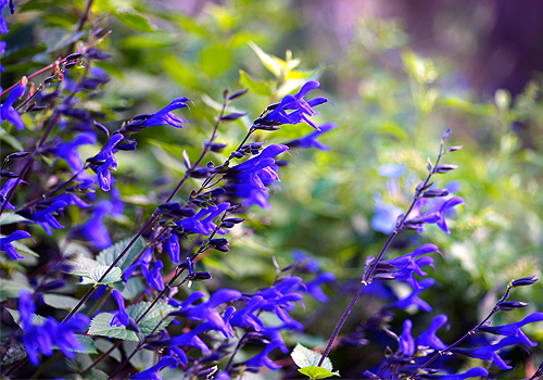 Anise Scented Sage
