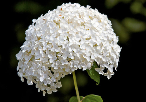 Annabelle Hydrangea