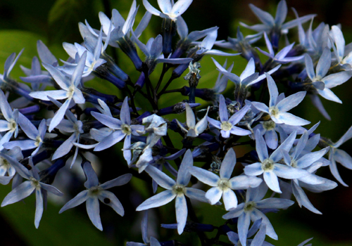 Arkansas Bluestar