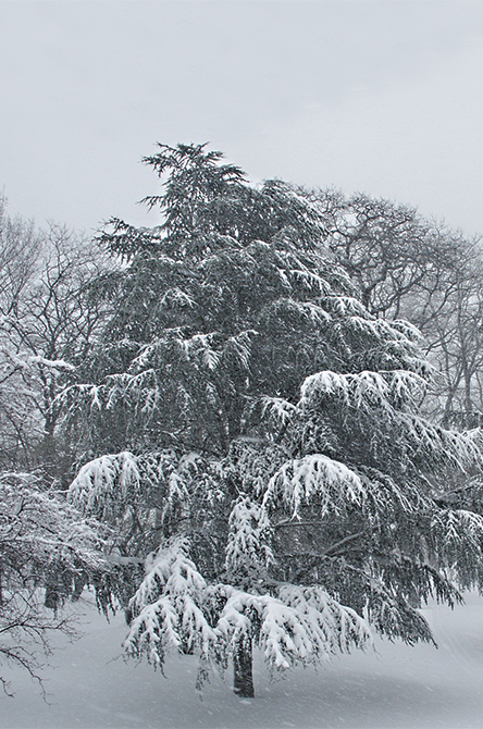 Atlas Cedar Tree