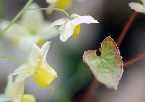 Barrenwort