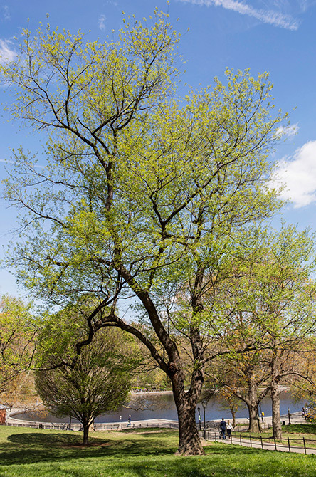 Black Cherry Tree