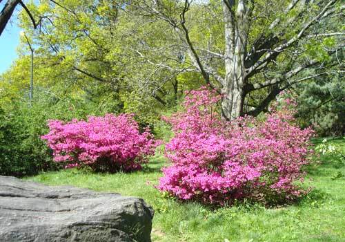 Blooms Azaleas