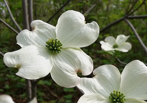 Flowering Dogwood
