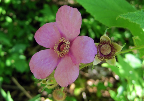 Flowering Raspberry - Central Park Conservancy