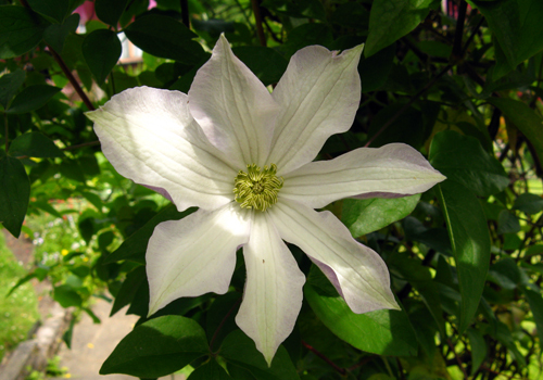 Huldine Clematis
