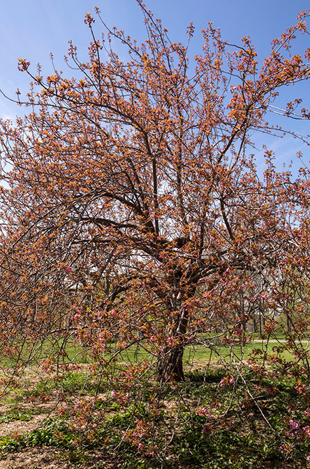 Kwanzan Flowering Cherry