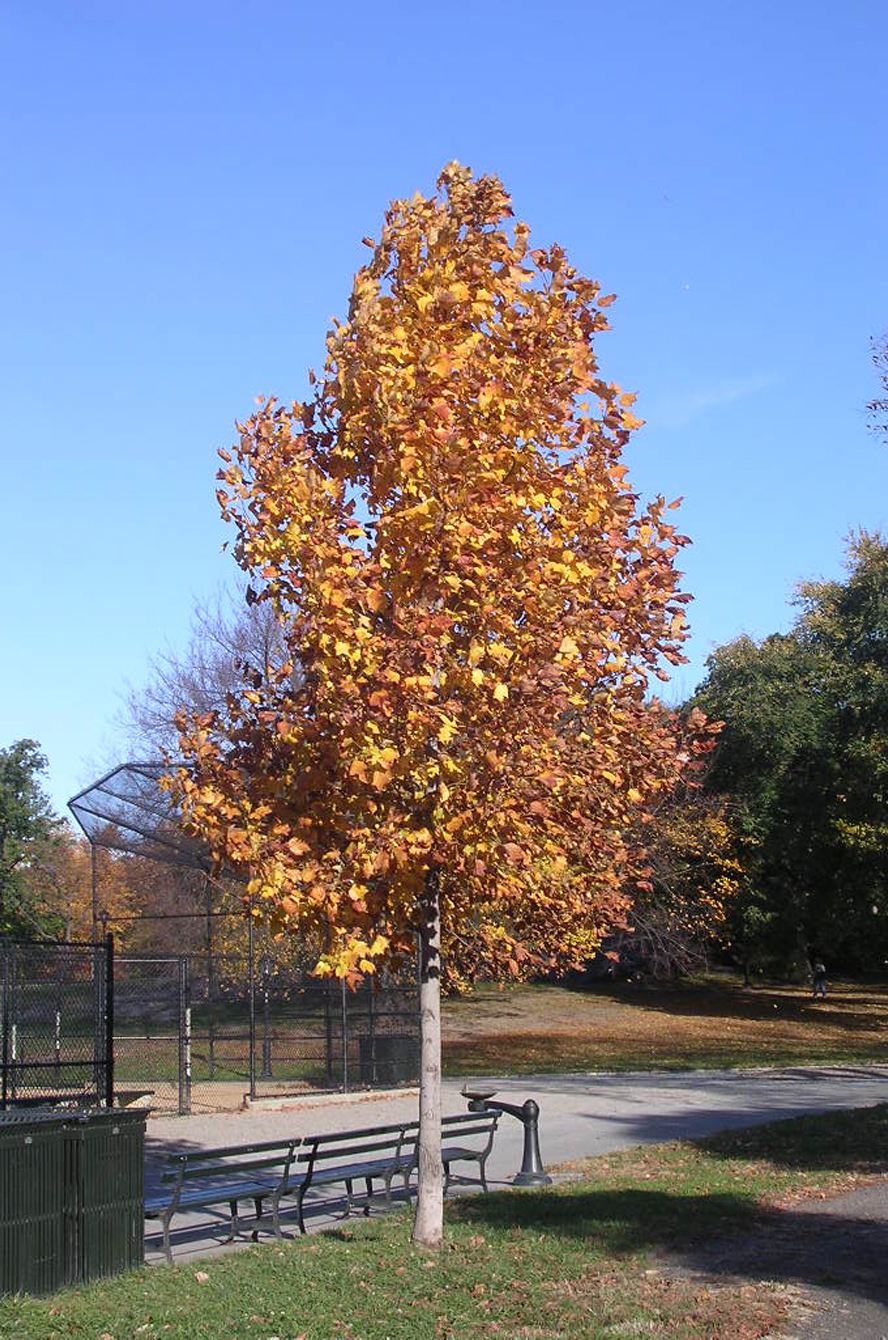 Tulip Tree Tulip Poplar Central Park Conservancy tulip-tree-tulip-poplar-central-park-conservancy