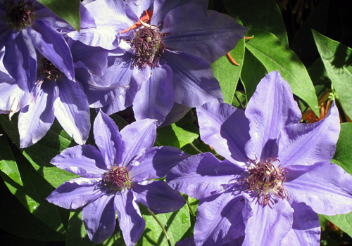 Ramona Clematis