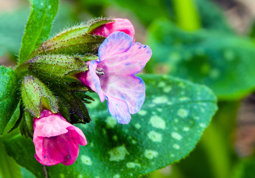 Roy Davidson Lungwort