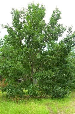 Sawtooth Oak Main