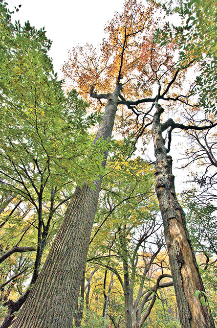 Sweetgum Tree