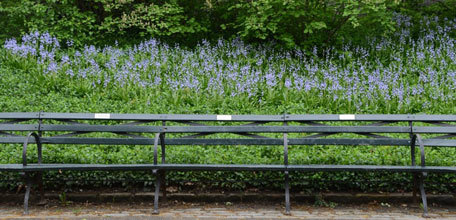 Adopt-a-Bench, Endow-a-Tree: Raising Funds for Park Maintenance