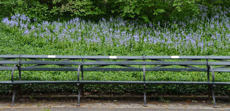 Fundraising Opportunities: The Central Park Conservancy’s “Adopt-A” Programs
