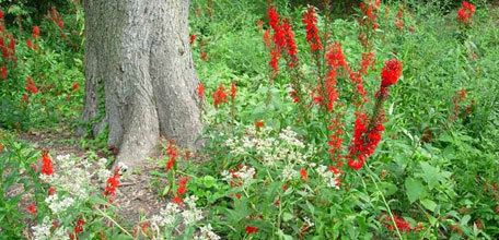 The Central Park Flora Project: Cataloging the Plant Life of Central Park