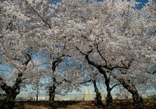 Central Park Cherry Blossoms in spring