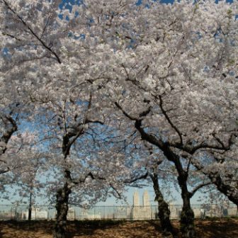 Central Park Cherry Blossoms in spring