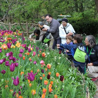 Discovery Walk Shakespeare Garden