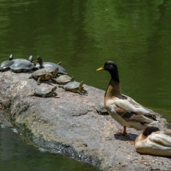 Discovery Walk Turtle Pond