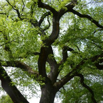 East Meadow Tree Walk