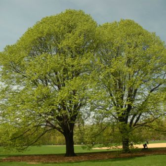 Great Lawn Tree Walk
