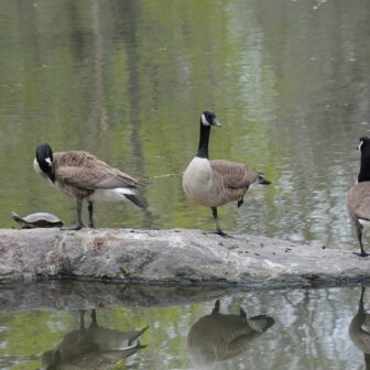 Turtle Pond in winter