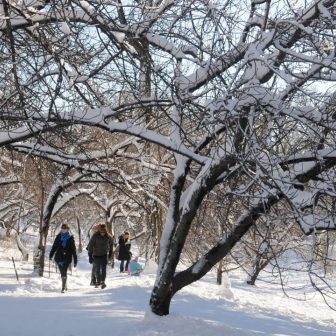 Great Lawn trees in winter