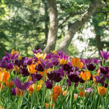 Shakespeare Garden