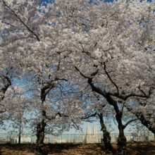 Central Park Cherry Blossoms in spring