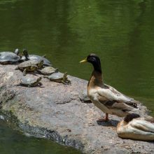 Turtles and ducks share a perch on the pond