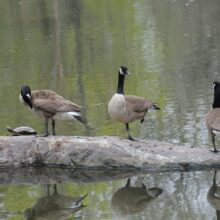 Turtle Pond in winter