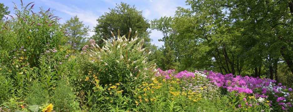 North Meadow Butterfly Gardens Central Park Conservancy