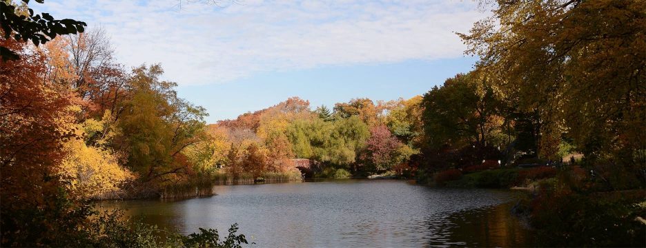 The Pond