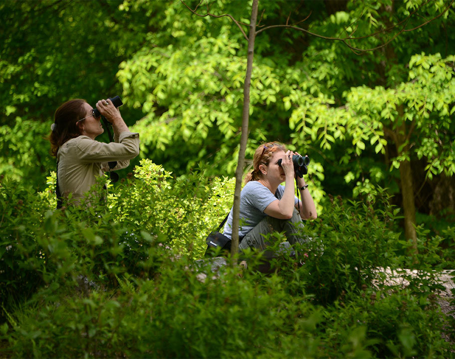 Birding Basics Ramble