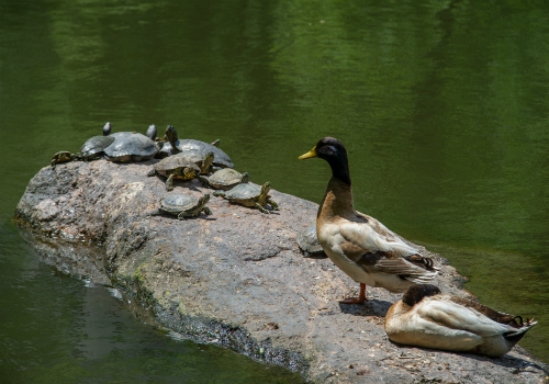 Discovery Walk Turtle Pond