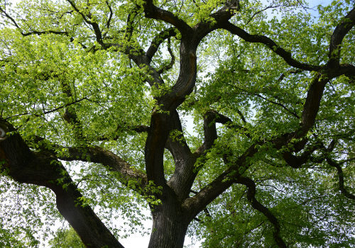 East Meadow Tree Walk