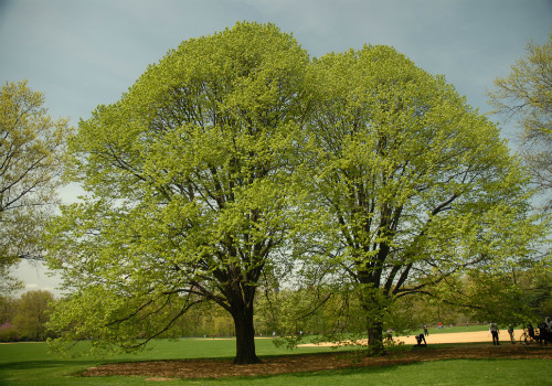 Great Lawn Tree Walk