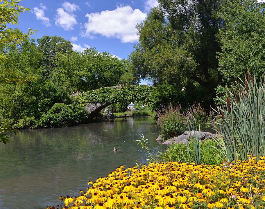 Southern Welcome Pond Summer