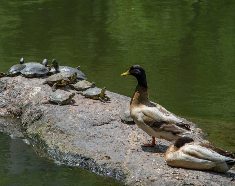 Turtles and ducks share a perch on the pond