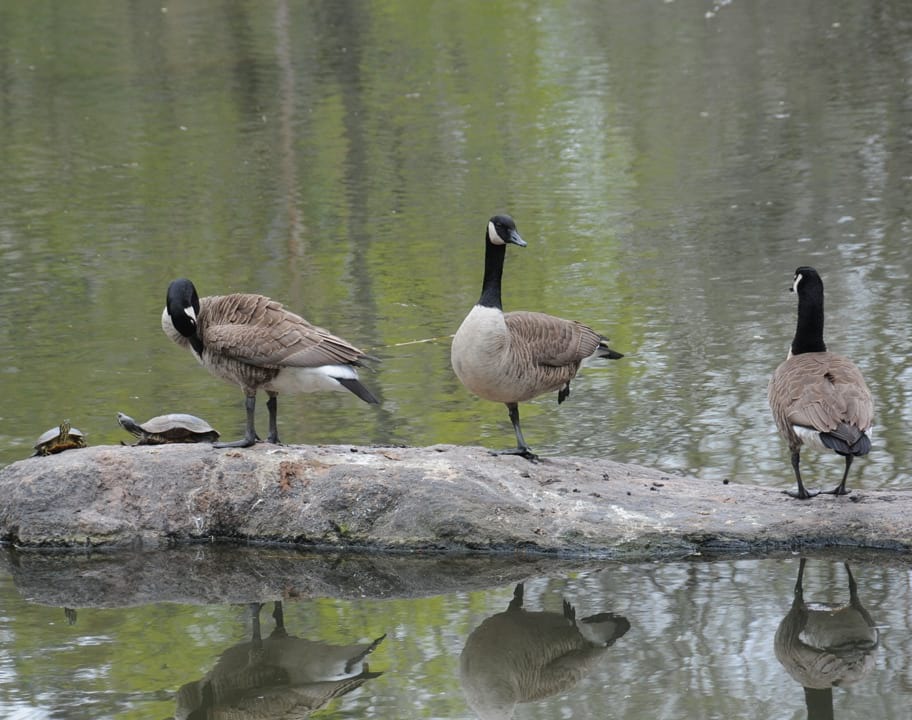 Turtle Pond in winter