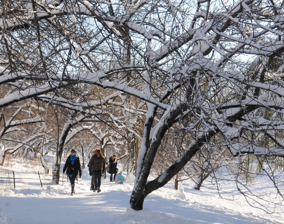 Great Lawn trees in winter