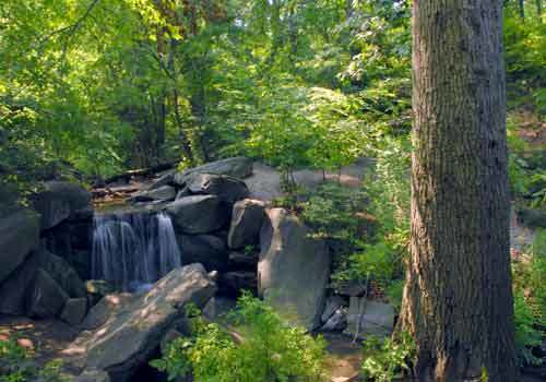 Woodland Walk North Woods