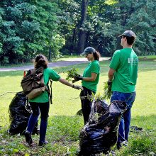 Green Team